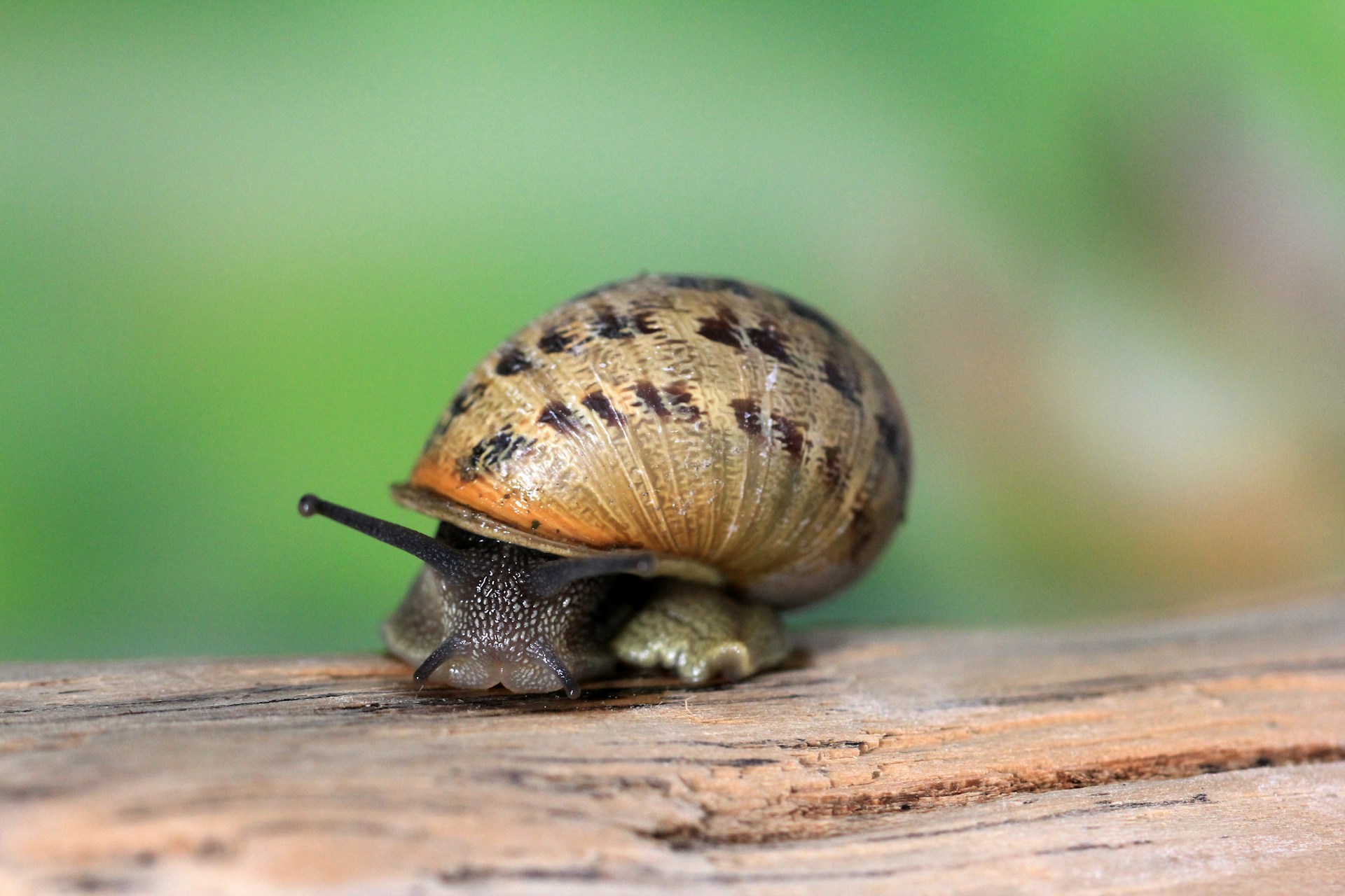 gardening tips dealing with pests and diseases