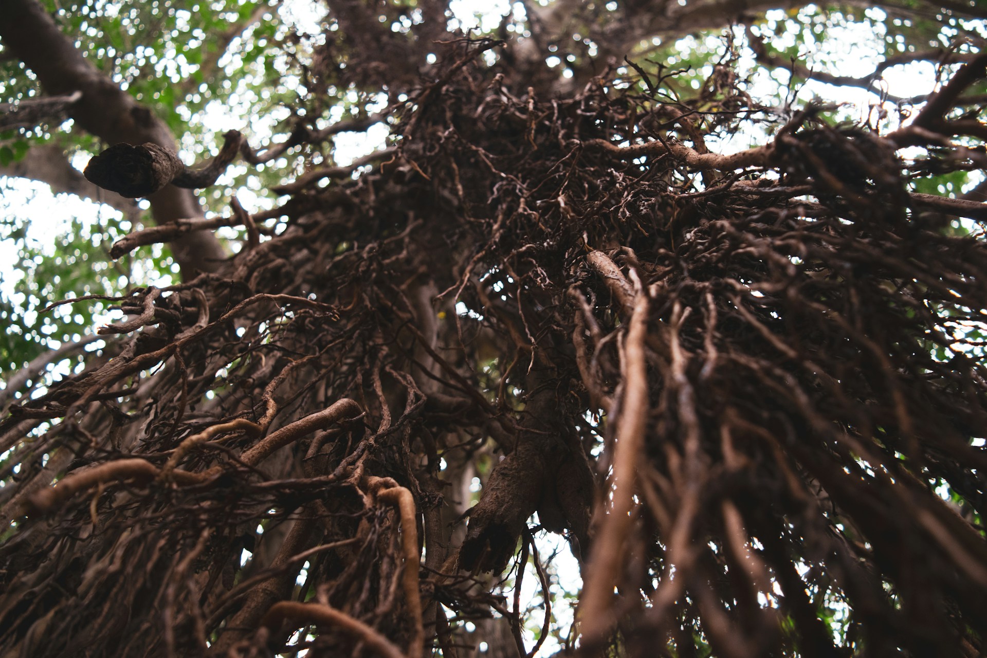Use compost for garden plants to grow deep roots and withstand tropical storm Chantal